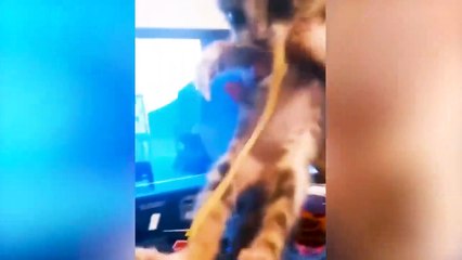 Funniest Animal Videos -- - Funny Cats invited to the Dog Party _4(720P_HD)
