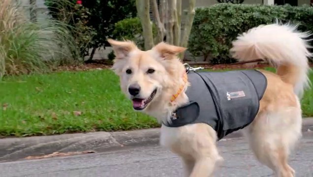 Dog Anxiety Jacket, Heather Grey, Small