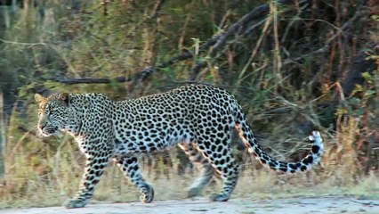 After Baboon Mother Dies, Leopard Treats Baby Baboon Like it's Mother