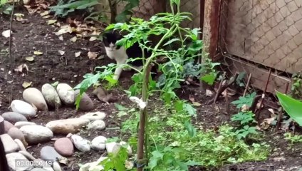 Cat Shows The Snake who's The Boss