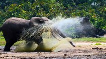 『ビッグ・ビースト 〜巨獣たちの世界〜』