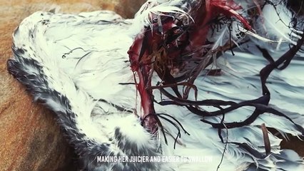 Horrible...This Bird Swallows Their Preys in Seconds