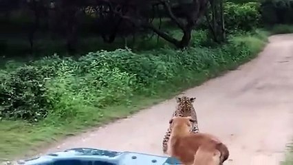 Leopards Murdered And Shred Dogs Apart