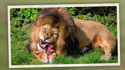 Lion torn an elephant belly and ate its bowel