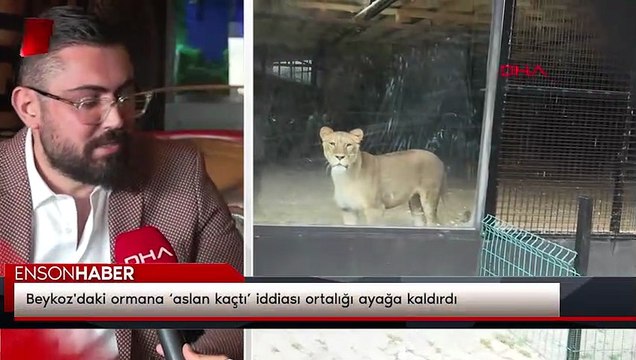Beykoz'daki ormana ‘aslan kaçtı’ iddiası ortalığı ayağa kaldırdı