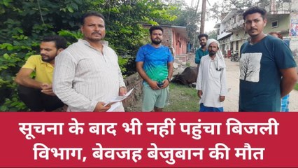 बलिया: बिजली विभाग ने बेजुबान की कर दी हत्या, मामला जान उड़ जाएंगे होश