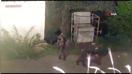 Aç kalan bozayılar ilçe merkezine inip böyle yemek aradılar