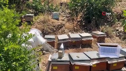 Doğal güzelliğiyle bilinen Gurs Vadisi'nde bal hasadı başladı