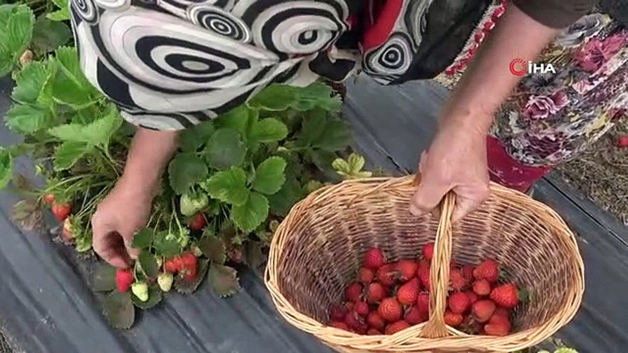 Hobi olarak başladığı çilek yetiştiriciliğinde hedefi yurtdışına ihracat