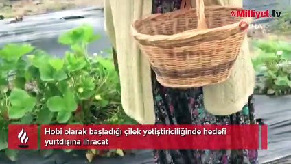 Hobi olarak başladığı çilek yetiştiriciliğinde hedefi yurtdışına ihracat