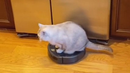 This Kitty Loves Cruising on the Robot Vacuum