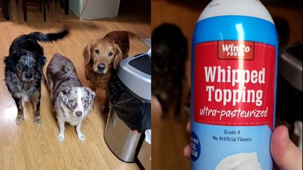 These Pets Can’t Get Enough of Squirty Cream!