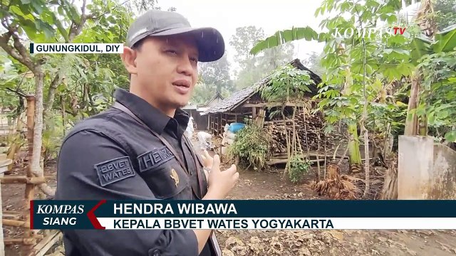 1 Orang Meninggal dan 87 Positif Akibat Antraks di Gunungkidul, Distribusi Hewan Ternak Dilarang