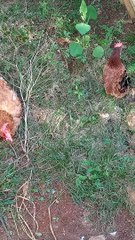 Que belezinhas  , olha  como ela está  feliz ❤