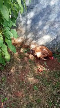 Meus animais são muito amados❤