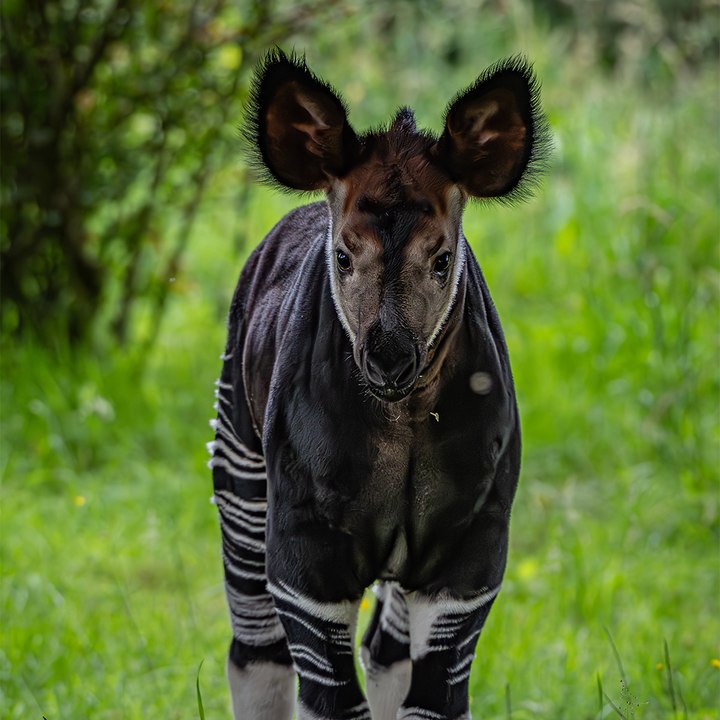 Rare 'forest giraffe' born at Chester Zoo takes her first steps - 'significant milestone' for conservation efforts