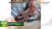 Amazing Earth’s Top 5 incredible SNAKE stories! (Online Exclusives)