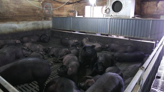 [녹색] 농촌진흥청, 자체 개발 '우리흑돈' 보급 기반 넓혀 / YTN