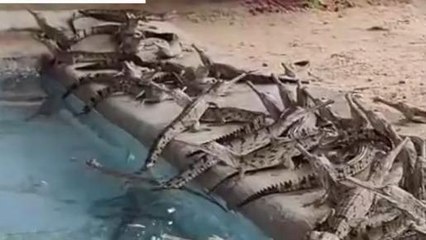 दिमनी: एशिया का सबसे बड़ा घड़ियाल केंद्र,बन रही है शॉर्ट मूवी