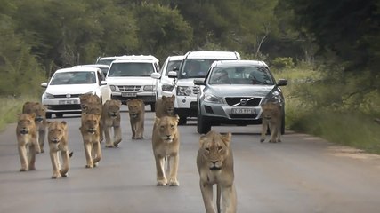 14 Lions Stroll Down Road Blocking Traffic | Wild-ish TV