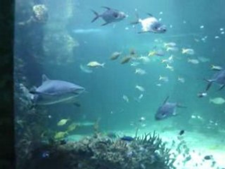 La grande barriere de Corail