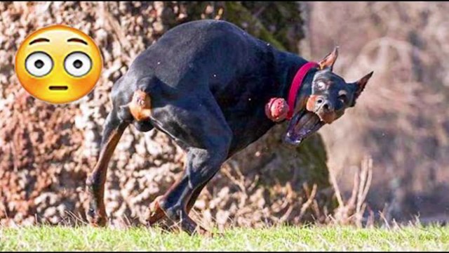 Best Funniest Animals Videos Funny Dogs And Cats Videos 2023 #90 أطرف مقاطع فيديو حيوانات وكلاب مضحكة