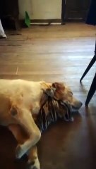 Adorables canetons sieste avec chien