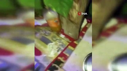 Il a attaché une corde au scorpion et s'est promené, a bavardé avec l'araignée jaune