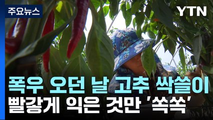 [제보는Y] 폭우 내린 밤, 고추밭에서 생긴 일..."홍고추 5천 개 싹쓸이" / YTN