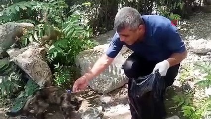 Des survivants du tremblement de terre ont adopté des chats dans la rue