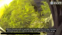 Police storm properties in West Yorkshire as part of campaign that saw them seize over £4 million of cannabis