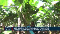 Melihat Budidaya Pisang Cavendis di Bener Meriah