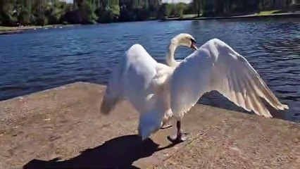Jesse the Swan mauled to death by dog in Stanley Park, Blackpool