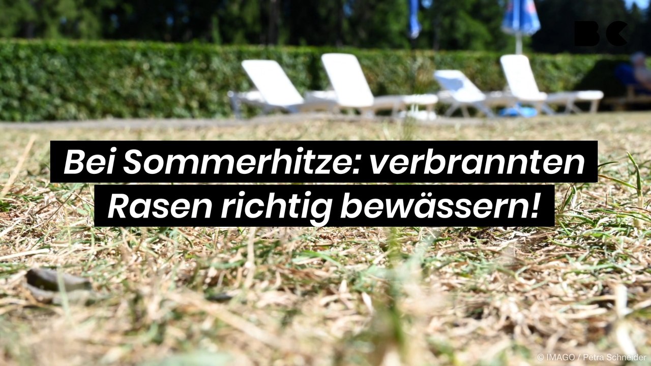 Bei Sommerhitze: verbrannten Rasen richtig bewässern!