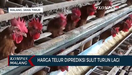 Peternak Prediksi Harga Telur Sulit Turun Lagi