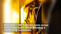 £130m-worth of cannabis seized in UK’s biggest crackdown