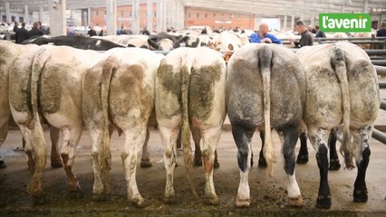 Pierre-Yves, marchand de bétail à 27 ans au marché couvert de Ciney