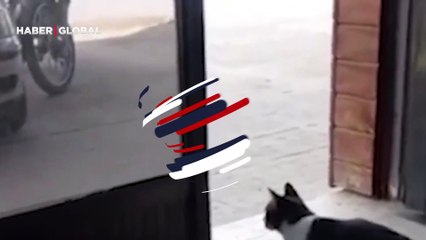 Sokak köpeğine pusu kuran dükkan kedisi kahkahaya boğdu
