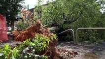 Milano, albero cade su strada?sfiorata fermata bus