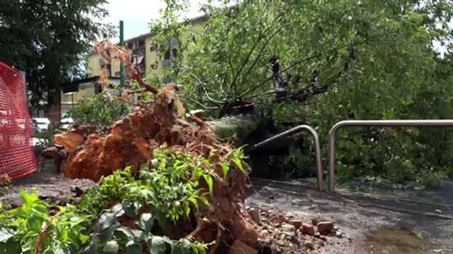 Milano, albero cade su strada?sfiorata fermata bus