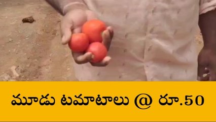 పలాస: పిరమైపోయిన టమాటకాయ. గొల్లుట్టున ప్రజలు