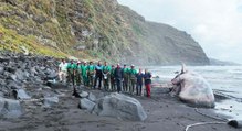 Encuentran un cachalote varado en Canarias que escondía un tesoro de más de medio millón de euros