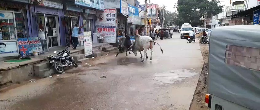आवारा सांडों का तांडव में आधा दर्जन वाहन क्षतिग्रस्त