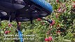 Are fruit-picking drones the future of harvesting?
