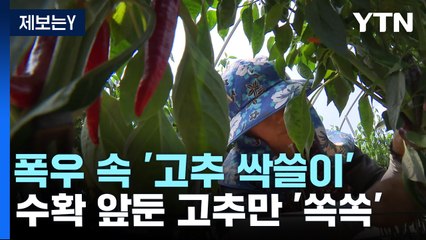 [제보는Y] 폭우 내린 밤, 고추밭에서 생긴 일..."홍고추 5천 개 싹쓸이" / YTN