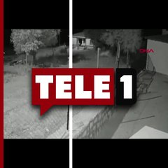 Köpek ayıları eve yaklaştırmadı!