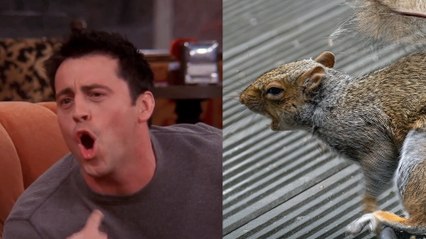 Watch Out Pigeons! This Squirrel Has Something in Common With Joey Tribianni