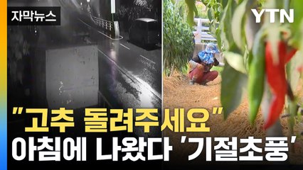 [자막뉴스] "이게 다 어디갔어"...하룻밤 사이 몽땅 '싹쓸이' / YTN