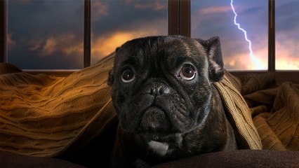 bd-como-calmar-a-nuestros-perros-cuando-hay-tormenta-electrica-060723