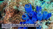 Ce fossile d’une espèce sous-marine fascine les scientifiques